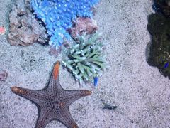 -暹罗海洋世界