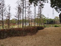 -王借岗森林公园