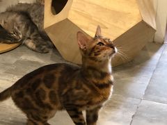 -楼上猫咖(罗湖店)