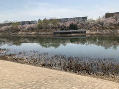 -桃花堤公园