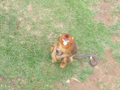 -西霞口神雕山野生动物世界