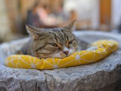 -喵屿·大理花园猫咖