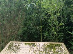 -蔡伦竹海