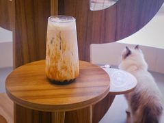 -飞行喵MR PILOT|猫舍·猫咖(静安大融城店)