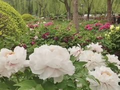 -莲花池公园