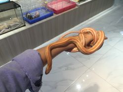 -Moni星球萌宠·小马宝莉·灵蛇·高端高阶全萌宠互动体验俱乐部(红豆国际广场店)