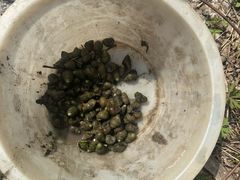 -同銮特种养殖场·龙虾垂钓