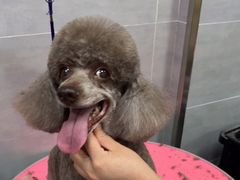 -宠福鑫康馨动物医院·骨科·眼科