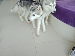 -怪兽屋·羊驼·猫咖·狗咖(俊华广场店)