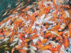 -西双版纳原始森林公园