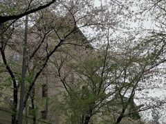 -武汉大学-樱园