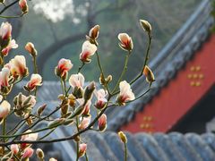-颐和园