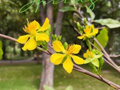 -中国科学院华南植物园