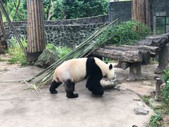 -都江堰中华大熊猫苑