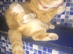 -Sirena海妖日咖夜酒