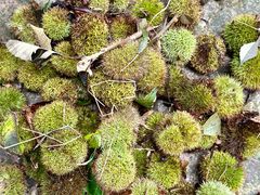 -上海佘山国家森林公园天马山园