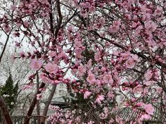 -桃花堤公园