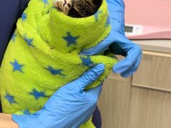 -凯特喵百思猫专科医院