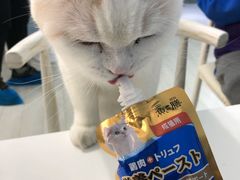 -喵的天空名猫咖啡馆·撸猫·猫舍·用品
