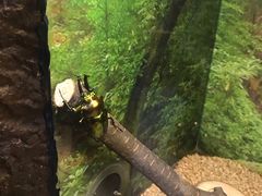 -上海大自然野生昆虫馆(东方明珠·爬宠昆虫探索中心)