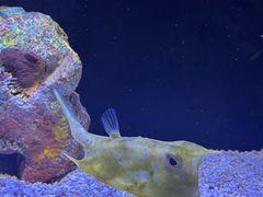 -上海海洋水族馆