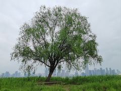 -毛氏汽水包(山海关路店)