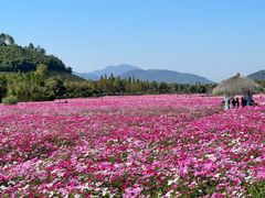 -径山花海