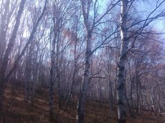 -塞罕坝国家级自然保护区