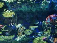 -海合安成都极地海洋公园