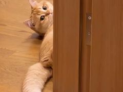 -欣宠猫屋·矮脚拿破仑·蓝金金渐层