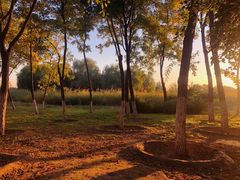 -大兴滨河森林公园