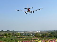 -空港花田景区