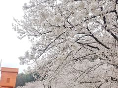 -苏州上方山国家森林公园