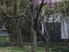 -苏州公园(双塔街道)