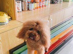 -中农大我爱我爱动物医院·核磁CT·猫病·24小时夜诊中心(石佛营店)