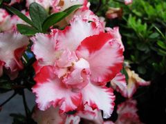 -遵化市禅林寺古银杏风景园