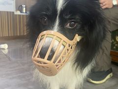 -严国平动物医院(德政总院)