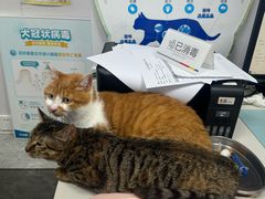 -艾贝尔宠物医院·宠保定点·超声绝育·免疫点(樱花路店)