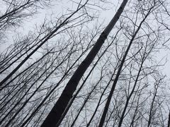 -合肥滨湖国家森林公园