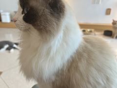 -Catmate·猫肥家润(金润铂宫店)