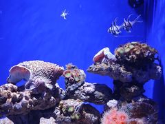 -大连圣亚海洋世界