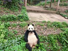 -中国大熊猫保护研究中心雅安碧峰峡基地