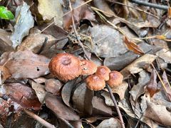 -铁山坪森林公园