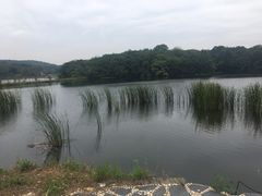 -大塘金香草谷