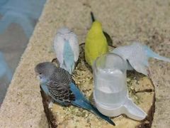 -怪兽屋·羊驼·猫咖·狗咖(俊华广场店)