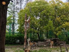 -上海野生动物园老虎餐厅