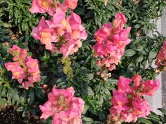 -徐家汇源景区-衡山公园