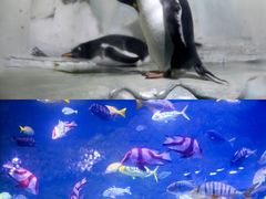 -南昌海洋公园