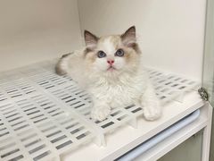 -lincat·猫舍(广州店)
