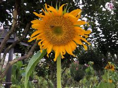 -武汉紫薇都市田园